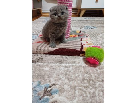 Yeni yuvasına hazır scottish fold yavrumuz