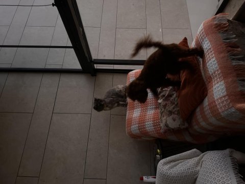 En koyu rengi red brown poodle