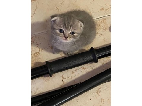 Masrafına scottish fold