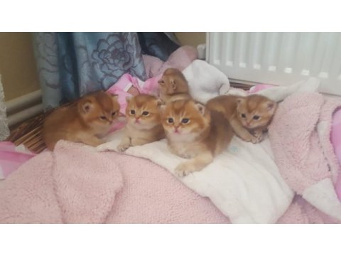 British shorthair erkek