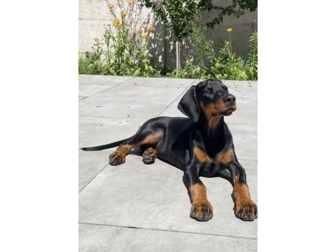 Sağlık belgeli isteğe özel çip karne ile doberman
