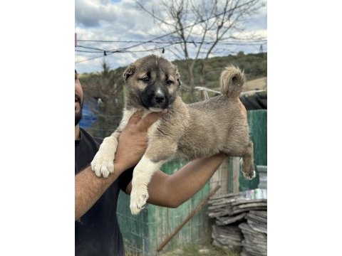 Karaboğa kangal yavruları bir