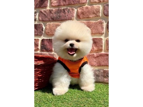 Pomeranian yavrular
