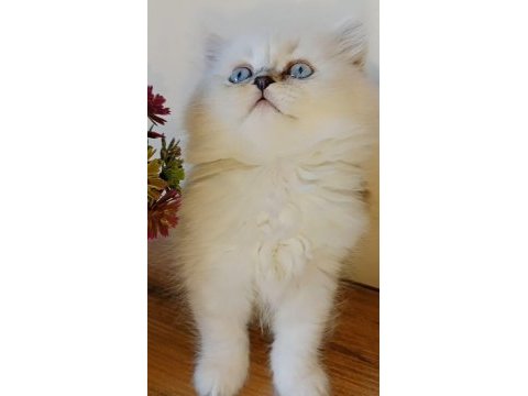 Ballı lokma british silver longhair bebekler