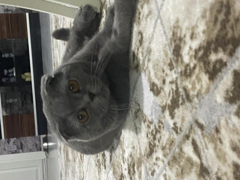 Scottish fold erkek kedimiz