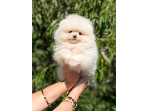 Sağlık ve ırk garantili pomeranian boo