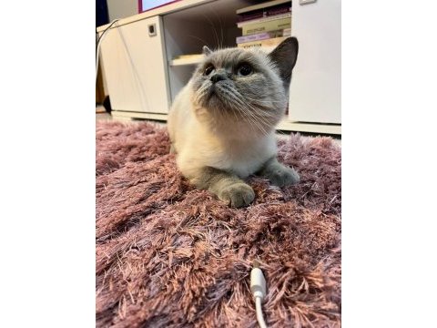 Uysal 2 british shorthair