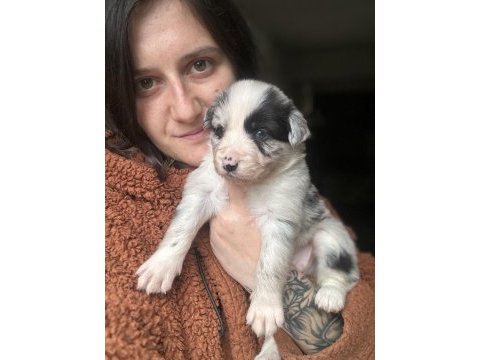 Border collie yavrularımız eğitim merkezimizden