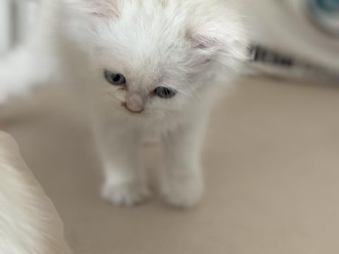 Kar beyaz mavi gözlü british shorthair ve longhair
