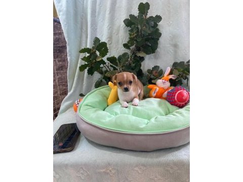 Chihuahua yavrularımız
