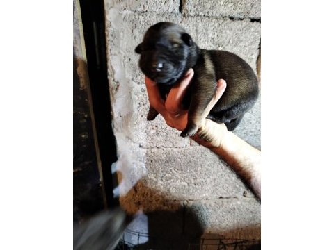 Şecereli belçika malinois