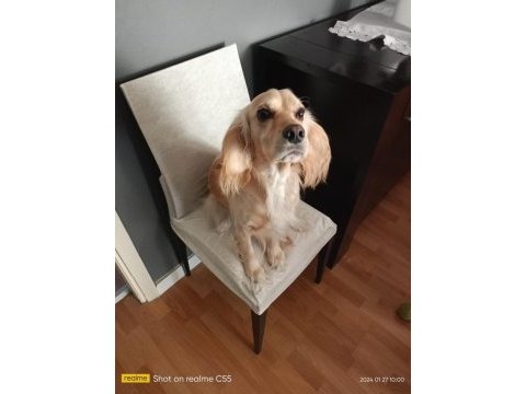 Eğitimli oyuncu bir köpektir