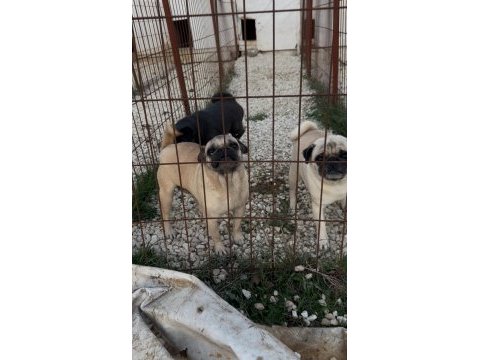 Pug yetişkin 3 adet dişi köpeğim