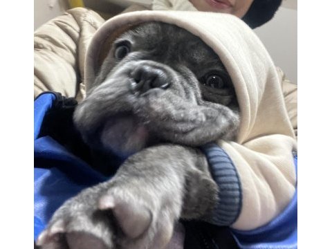 French bulldog gri blue eye