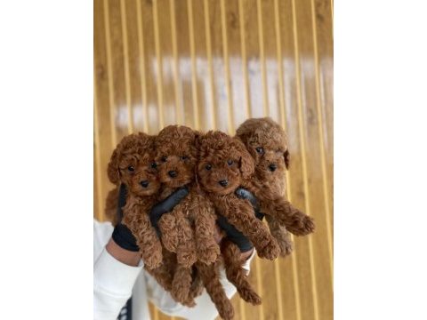 Toy poodle yavrular