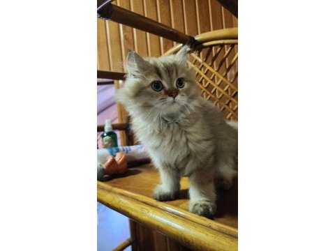 British longhair yavrularımız yuvalarını arıyor