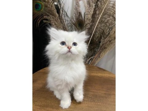 British longhair tüy yumakları yeni ailesini arıyor