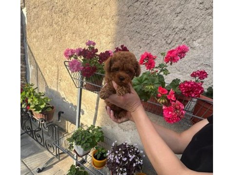 Aşılı pasaportlu toy poodle yavrularımız