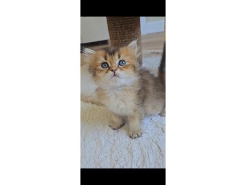 Yumuşacık british longhair bebeklerim