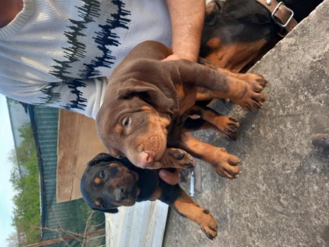 Doberman yavruları