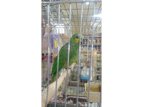 3 6 aylık amazon papağanı