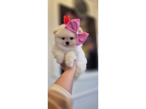 Teacup pomeranian boo dişi erkek yavrular