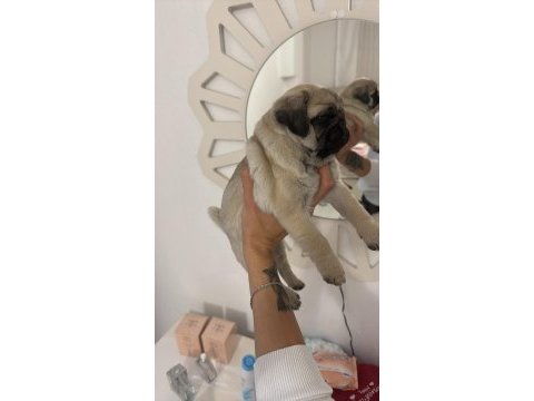 Tospik pug oyuncu dişi