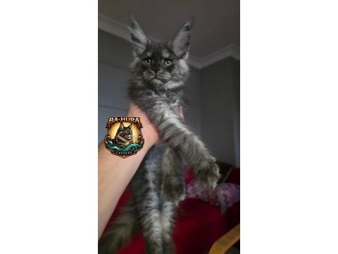 Kusursuz soy ağacından gelen high contrast maine coon