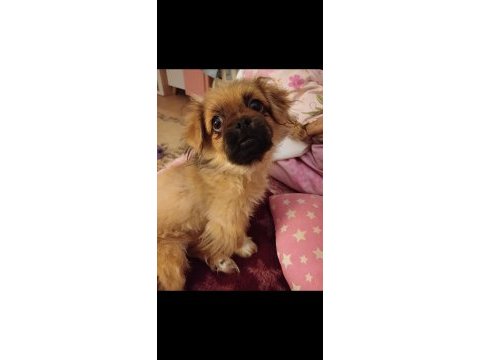 Pekinez köpeğimi sahiplendireceğim ücretsiz