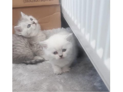 Güzel kedilerimiz yeni yuvalarına gitmeyi bekliyor
