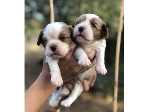 Vitrin bebekler cavalier king charles