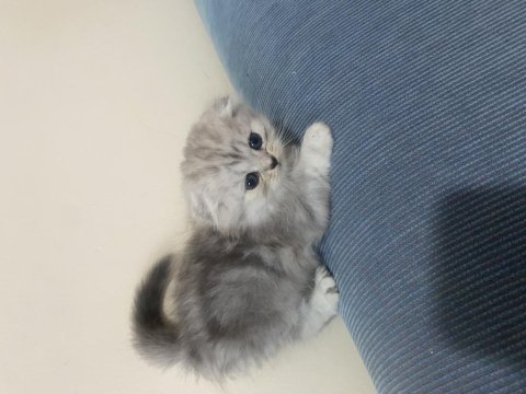 Eğitimli yavrular british shorthair
