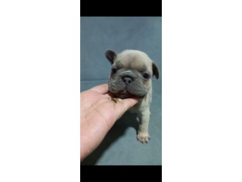 French bulldog 55 günlük
