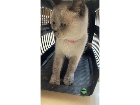 British shorthair sinbamıza yuva arıyoruz