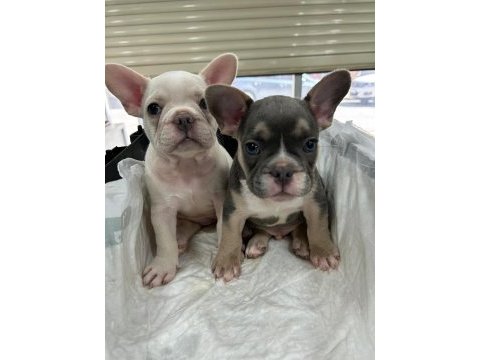 Fluffy ve ısabella taşıyıcı aşılı exotic french minikler