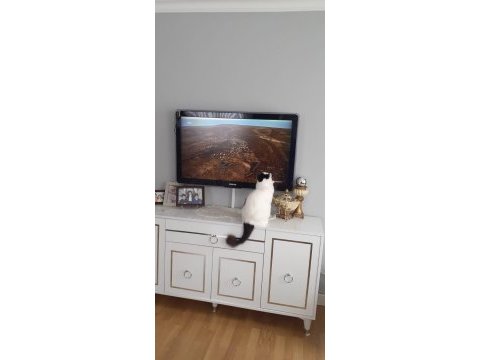 Ücretsiz sahiplendirme kedimiz