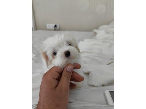 2 aylık 850 gram erkek beyaz maltipoo yavrumuz bear face