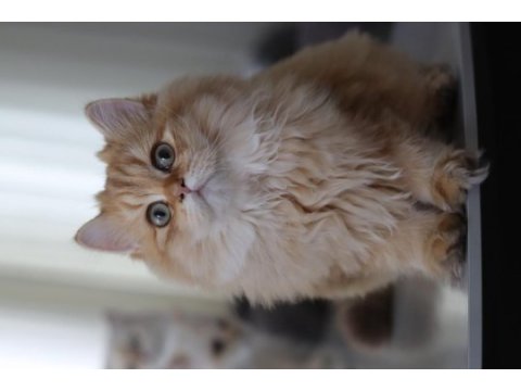 British longhair erkek kedimiz