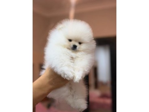 Türkiyenin en güzel pomeranian boo erkeği