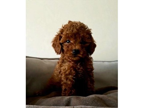 Evde doğup büyüyen poodle yavrumuz