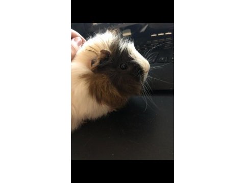 Sevimli guinea pig