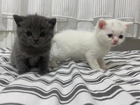 British shorthair yavrular