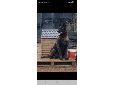 Sevgine zamanına emeğine değecek malinois arayanlara