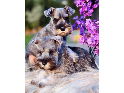 Fcı şecereli miniature schnauzer