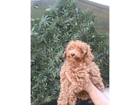 Ev ortamında toy poodle yavrular