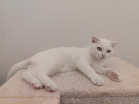 4 aylık beyaz tüy mavi gözlü scottish fold