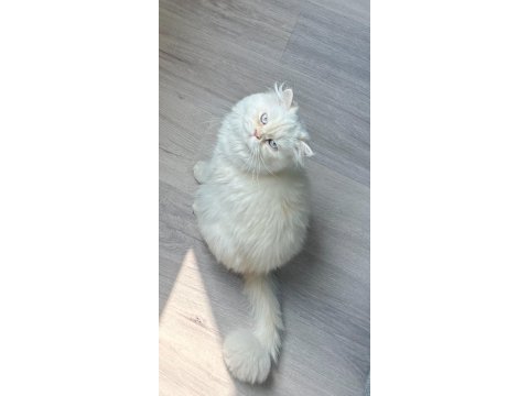 İran persian dişi (açıklamayı oku)