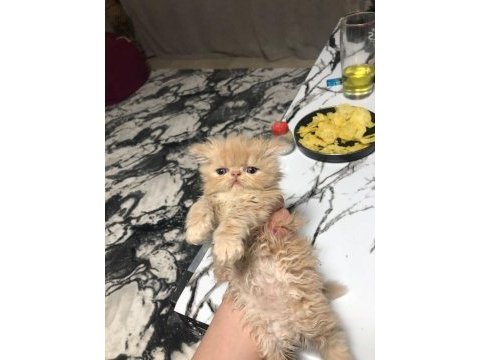 2 dişi ve 1 erkek safkan chinchilla yavrularımız 2 aylık