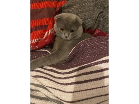 British shorthair kedimiz acil satılıktır