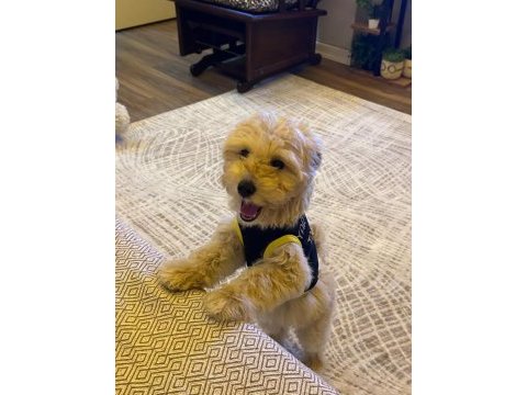 Dişi kızımız maltipoo